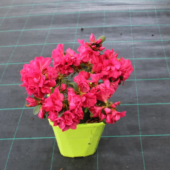 Azalée japonaise 'Bonfire rouge framboise'