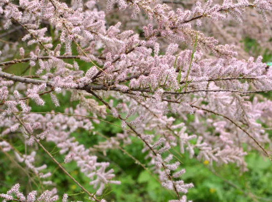 Tamaris d'été