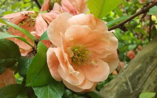 Cognassier à fleurs 'Cameo saumon'