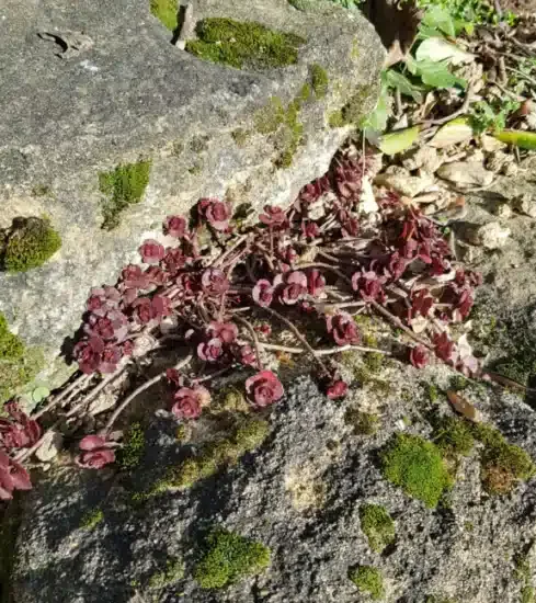 Orpin/sedum bâtard