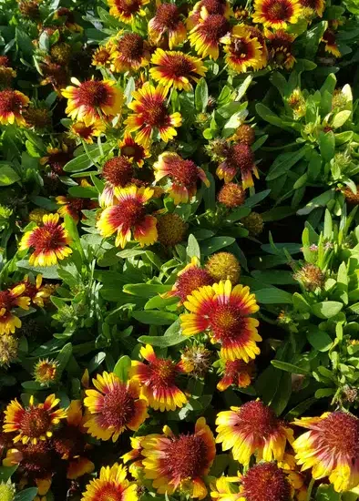 Gaillarde 'Sun'