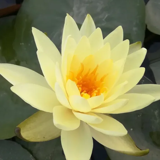 Nénuphar 'Lemon mist'