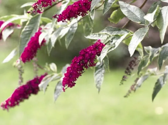 Arbre aux papillons 'petit rubis'