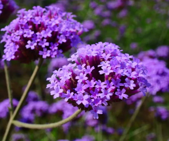 Verveine 'Violet blue'