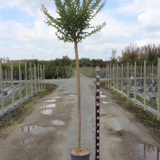 Lilas des indes 'Papillons blancs'