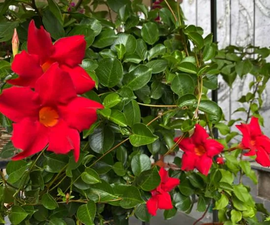 Mandeville 'cosmos' rouge