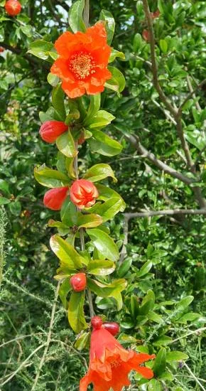 Grenadier 'Legrelleae'