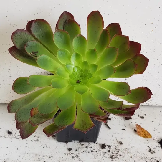 Semponium 'Sienna'