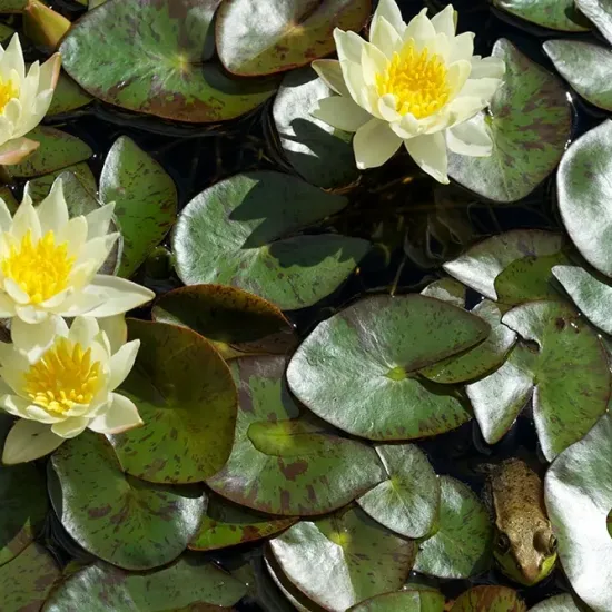 Nénuphar 'Pygmea helvola'