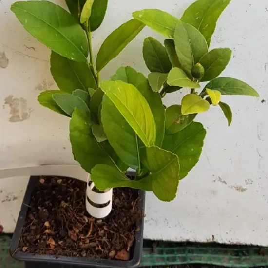 Citron vert 'Mexicana'