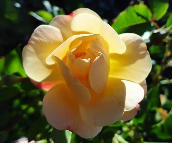 Rosier 'Elvis - pacific sunset '