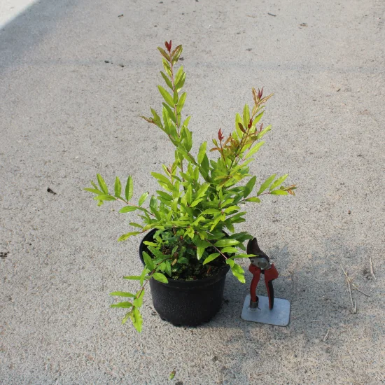 Grenadier 'Pleniflora''