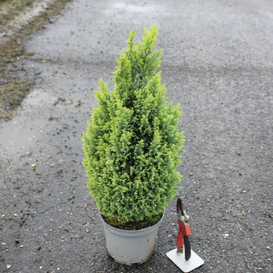 Cyprès de lawson 'Ellwood s gold'