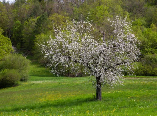 Gainier du canada 'Vanilla twist'