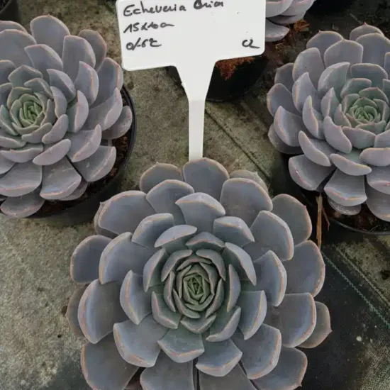 Echeveria 'Orion'