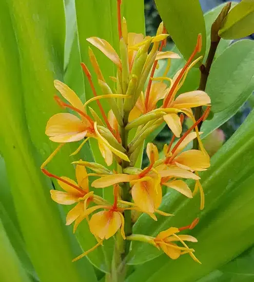 Gingembre ornemental 'Tara'