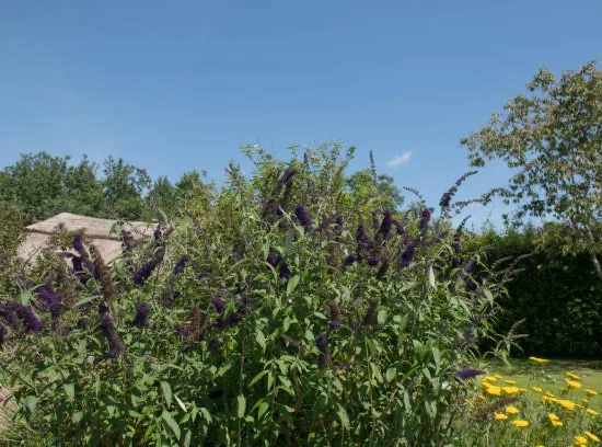 Arbre aux papillons Black Knight