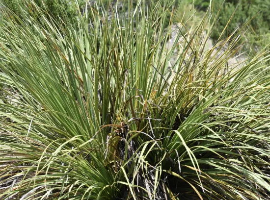 Lomandra 'White sands'