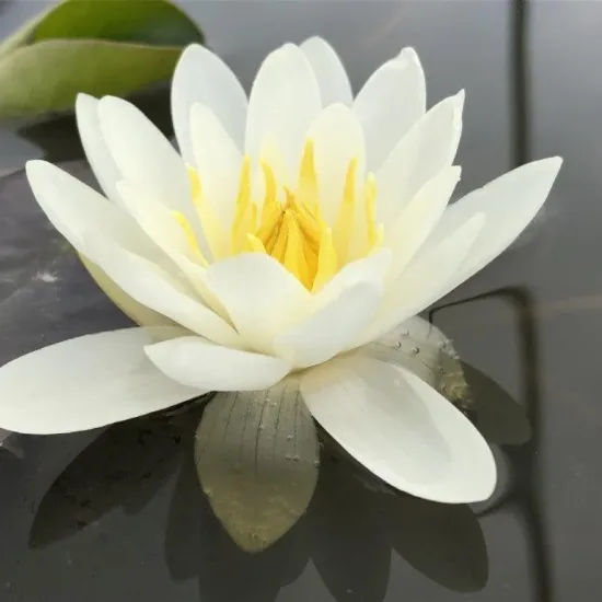 Nénuphar 'Alba'