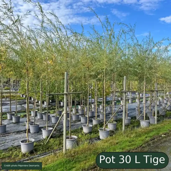 Saule pleureur 'Tristis'