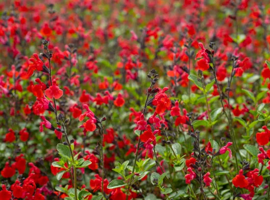 Sauge 'Royal bumble'