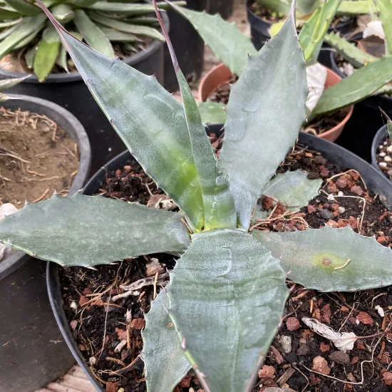 Agave  salmiana