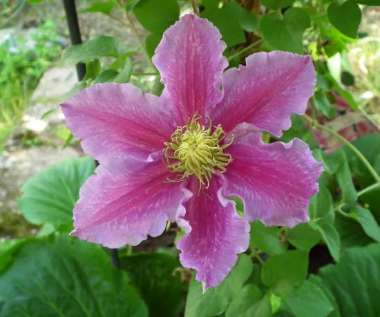 Clématite 'Sibyl'