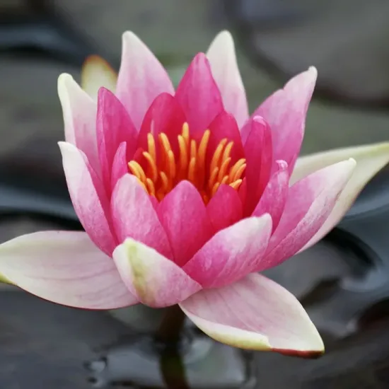 Nénuphar 'Rene gérard'