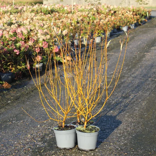 Osier des vanniers