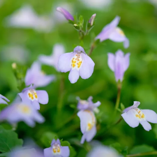 Mazus rampant