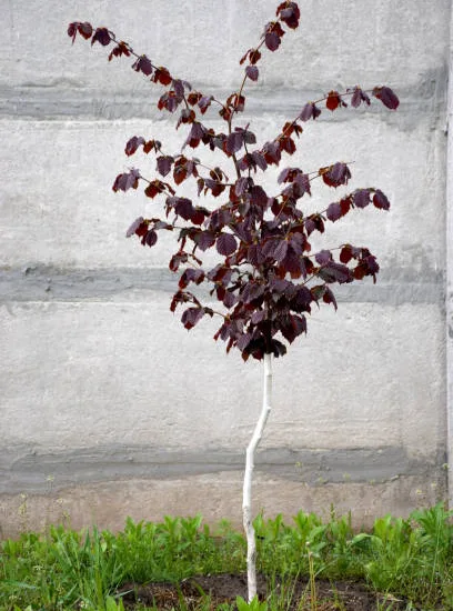 Bouleau noir 'Crimson frost'