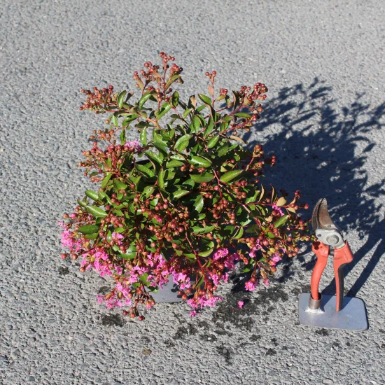 Lilas des indes 'Mimie rose'