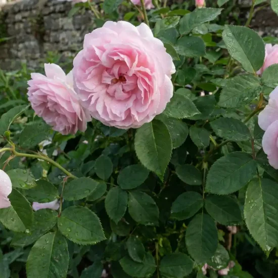 Rosier 'Shirley '