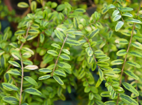 Chèvrefeuille arbustif 'maigrün'