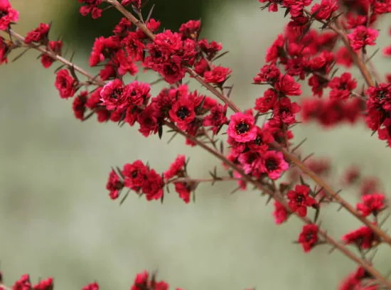 Arbre à thé 'Red damask'