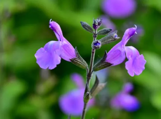 SALVIA microphylle "morada"