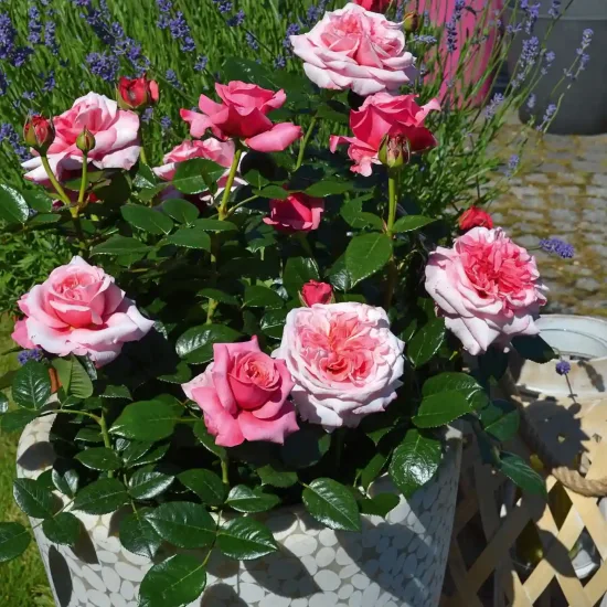 Rosier 'Pink voluptia '