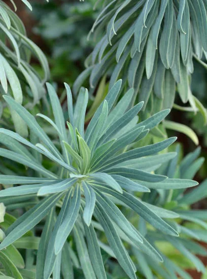Euphorbe 'Glacier blue'