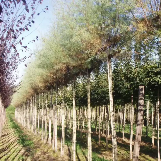 Tamaris de france