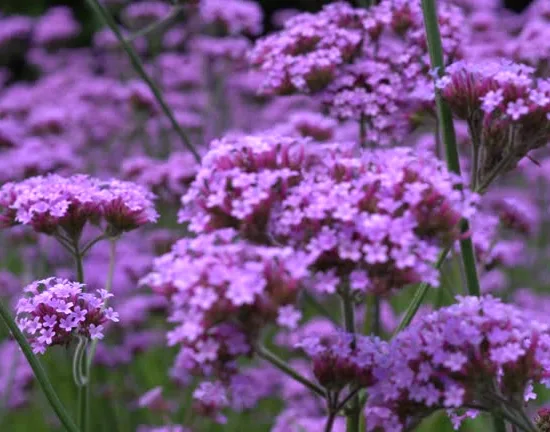 Verveine repens
