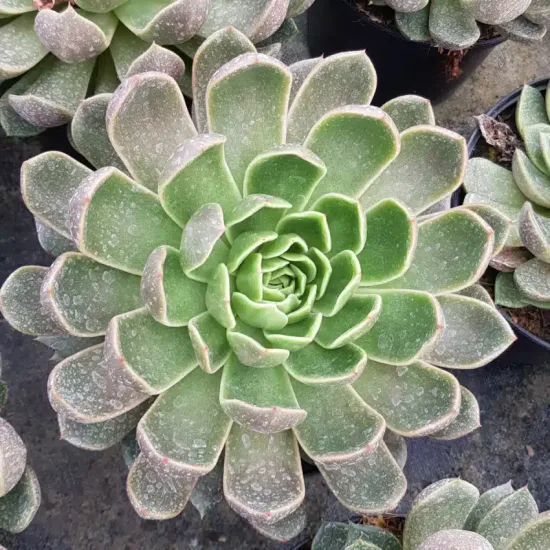 Echeveria 'Mira'