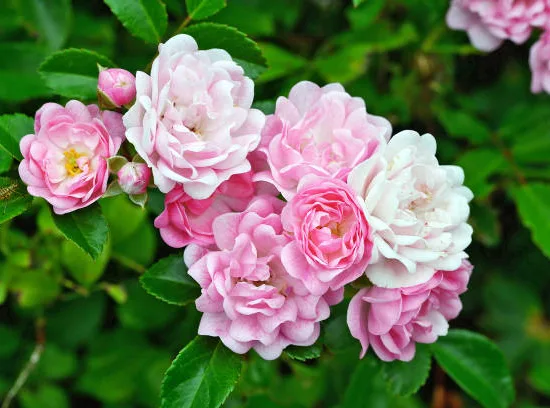 Rosier de banks 'Rosea'