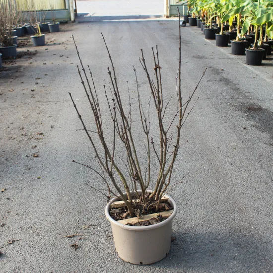 Lilas commun 'Sensation violet'