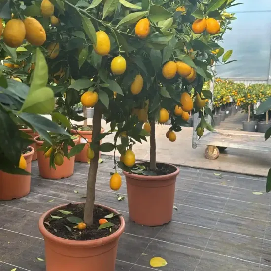 Limequat