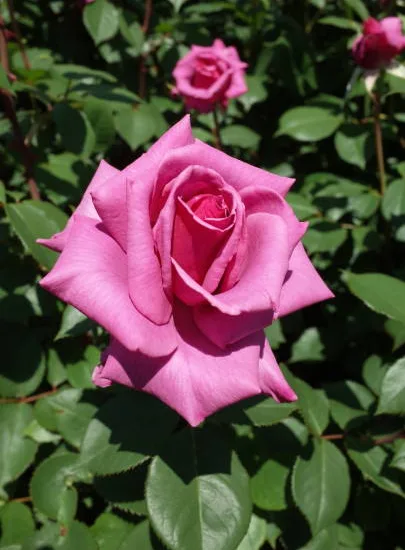 Rosier 'Parfum royal  '