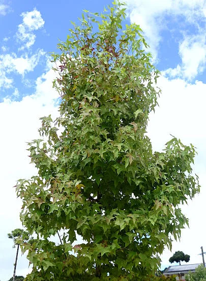 Copalme d'amérique 'Silver king'