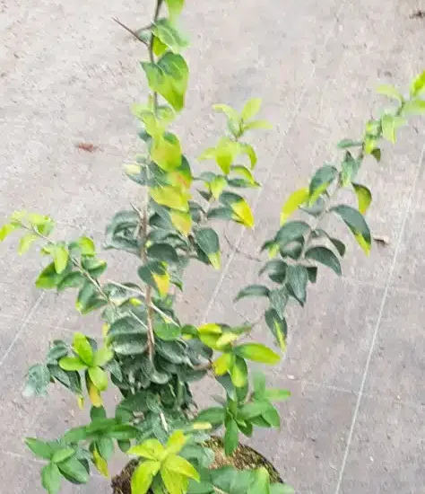 Pomme caffre