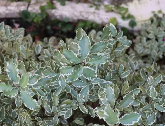 Pittospore 'Victoria'