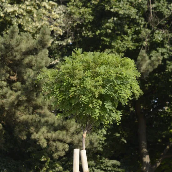 Robinier faux-acacia 'Umbraculifera'