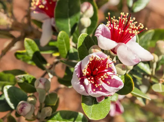 Feijoa 'Triumph'